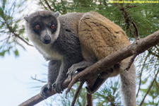 lemur